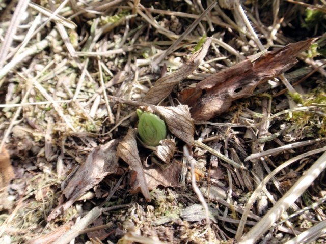 Spiranthes spiralis